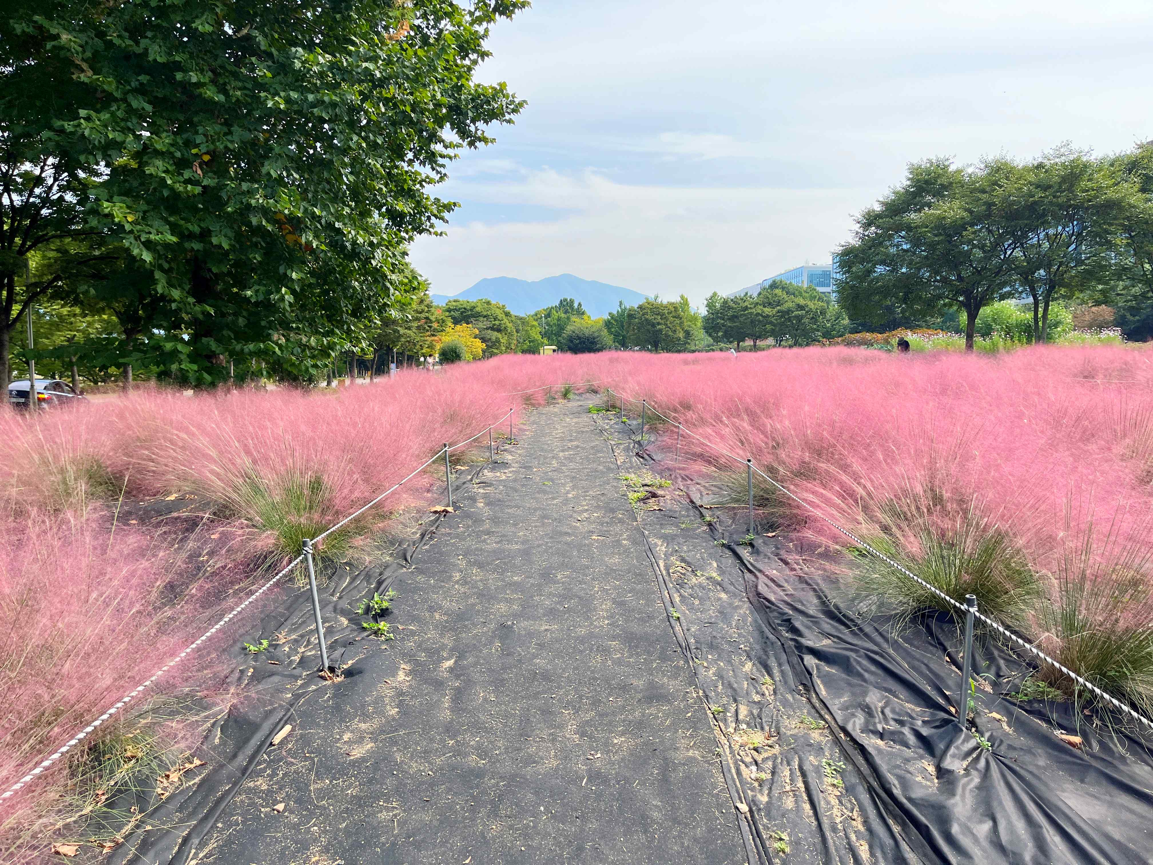 하남 미사경정공원 핑크뮬리
