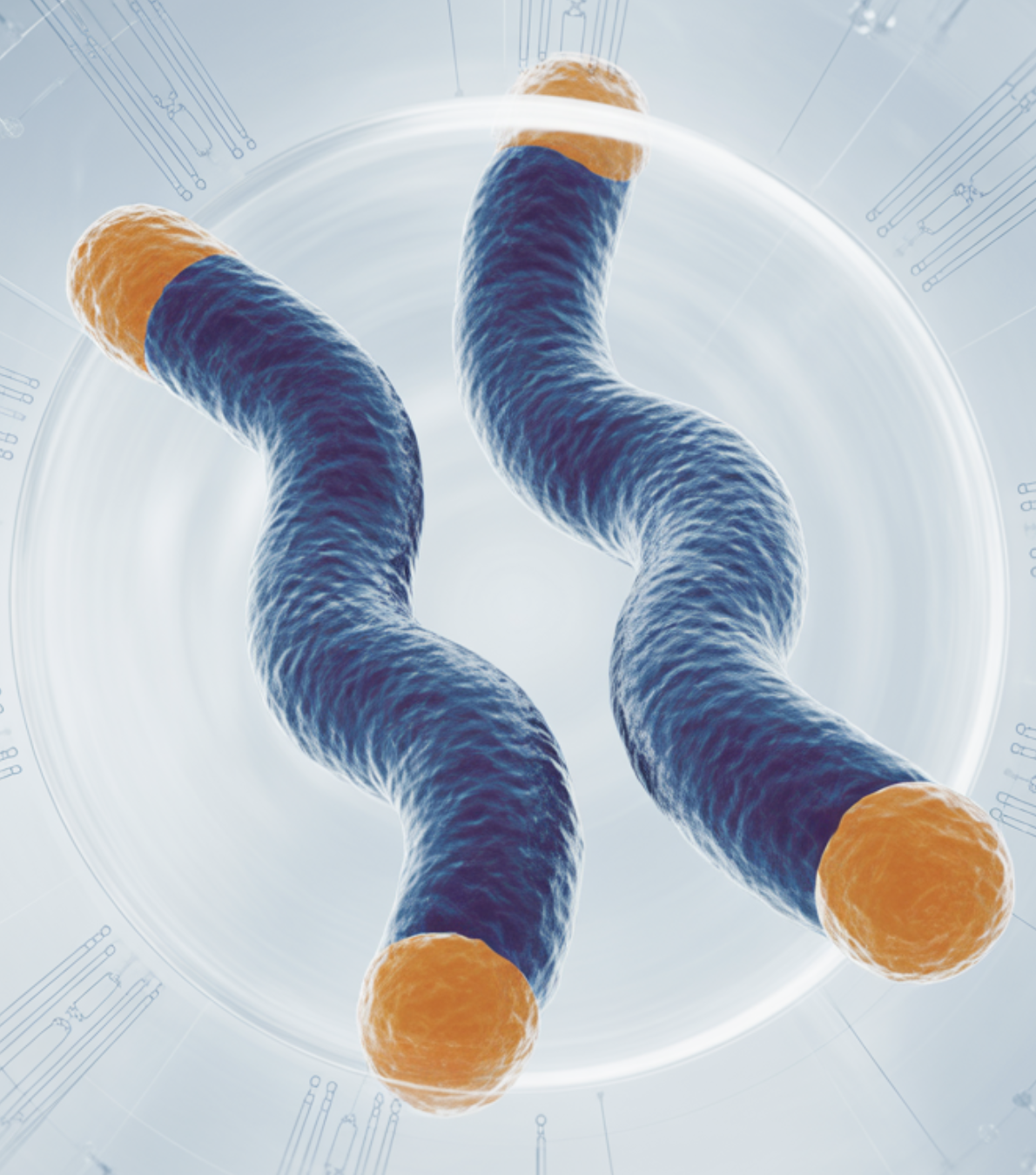 노화의 시계&amp;#44; &amp;#39;텔로미어&amp;#39;와 &amp;#39;NAD+&amp;#39;