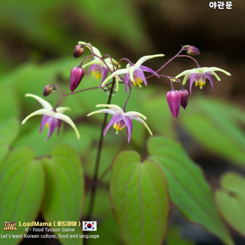 야관문 꽃