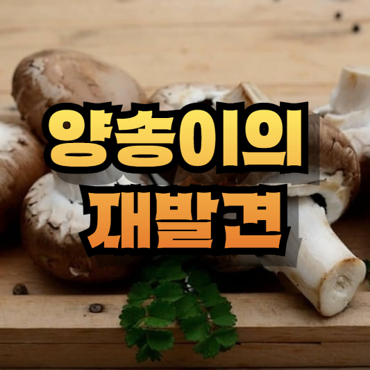 양송이의 재발견