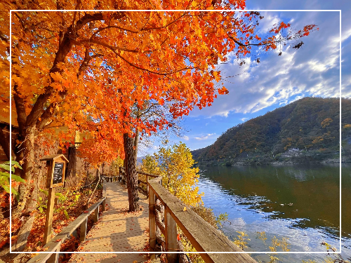 남이섬 이미지 / 출처: 나미나라공화국 남이섬