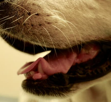 강아지 구강 종양 초기 증상부터 치료법 총정리