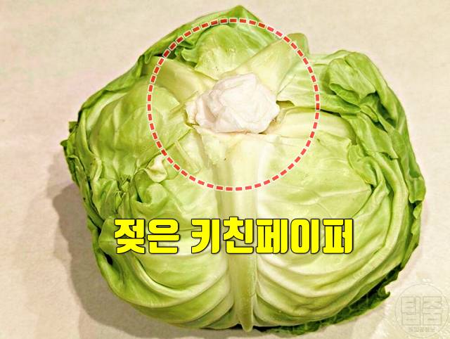 양배추 보관법 한달 양배추보관기간