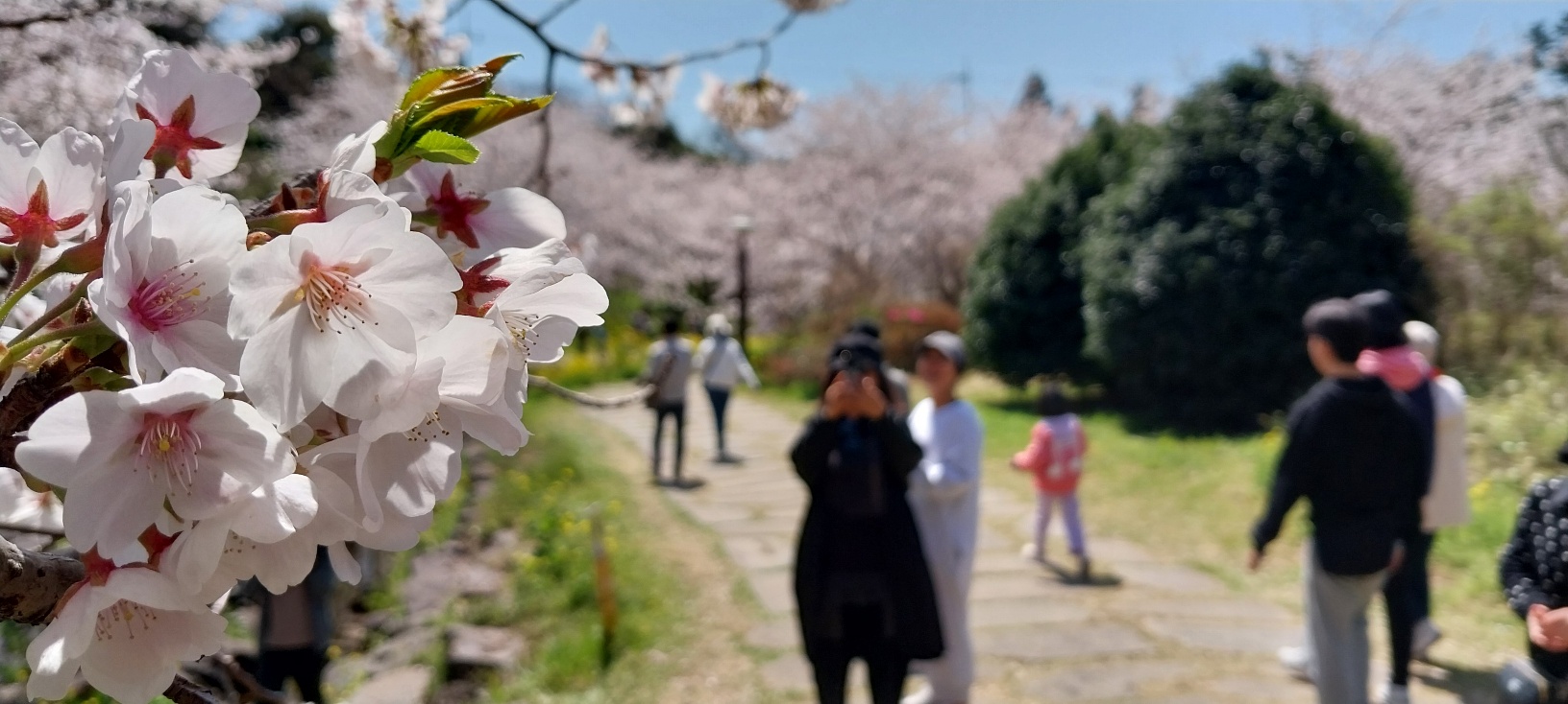 제주 예래생태공원 벚꽃