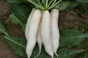 무