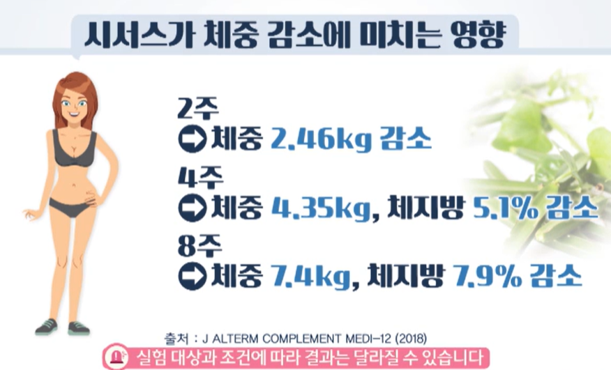 시서스 효능