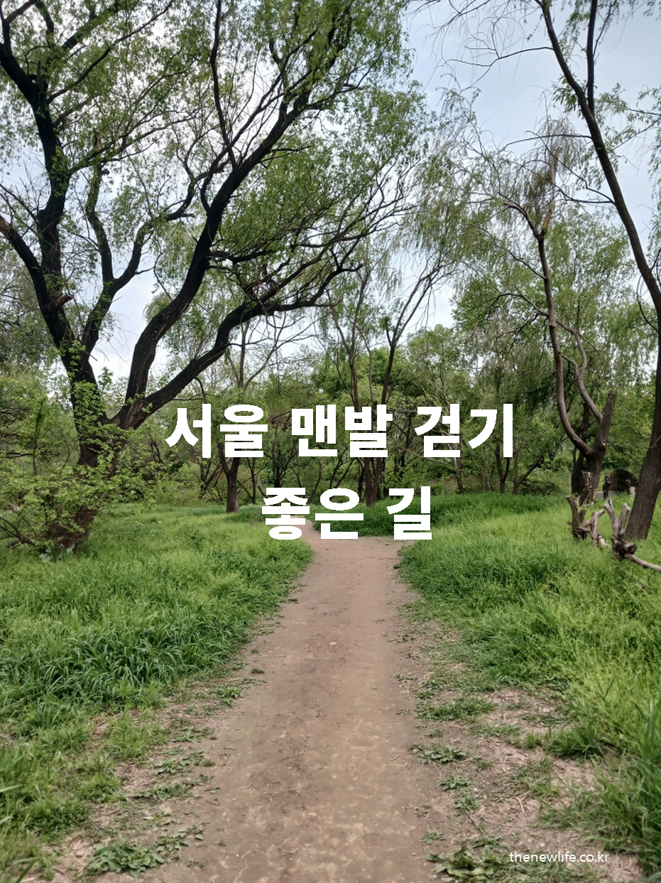 서울 여의도 샛강생태공원의 흙길을 따라 걷는 맨발 걷기 좋은 길 풍경