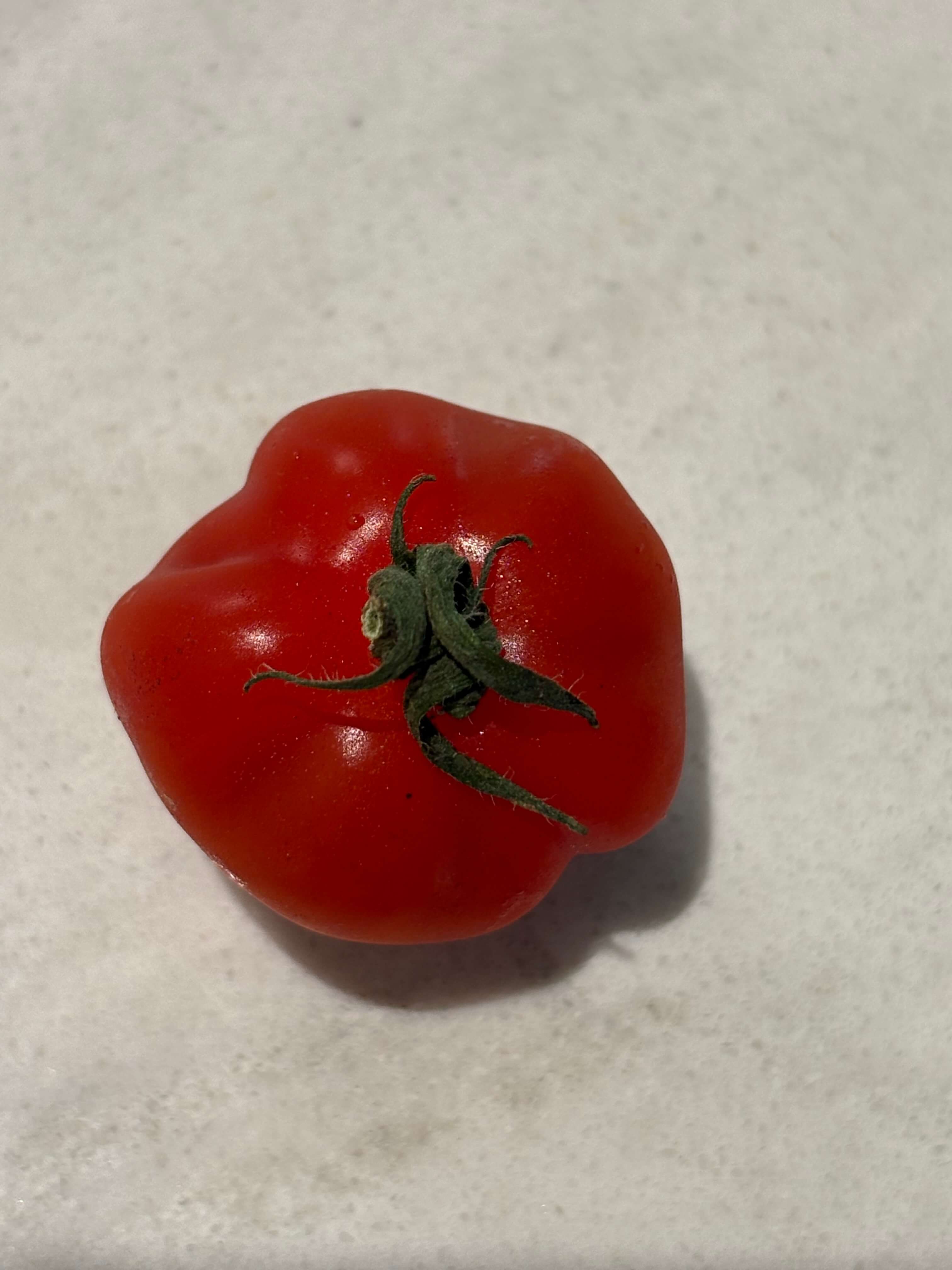 루비벨 토마토