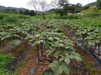 오크라 재배 파종 깊이 따뜻한 흙 물주기 요령_5