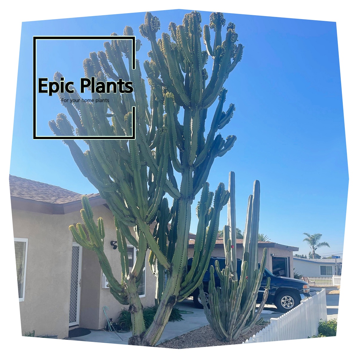 햇빛을 잘 받으면 엄청난 크기까지 자라기도 하지만, 실내에선 이렇게 크게 자라지는 못해요.