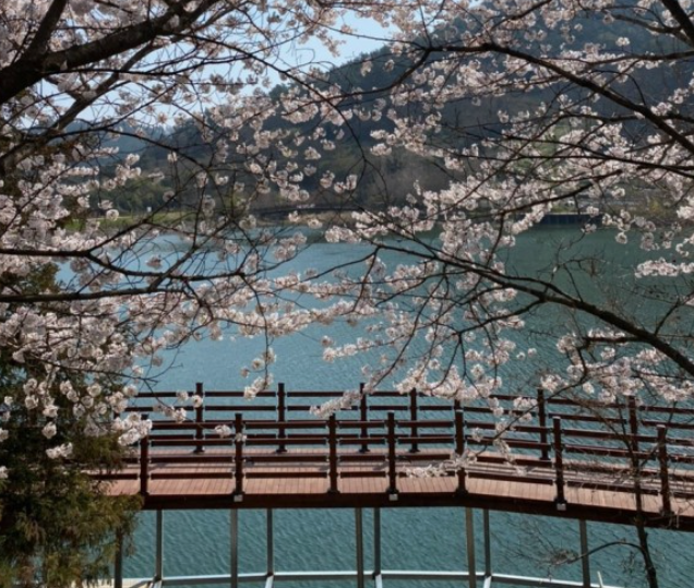 나주 한수재 벚꽃