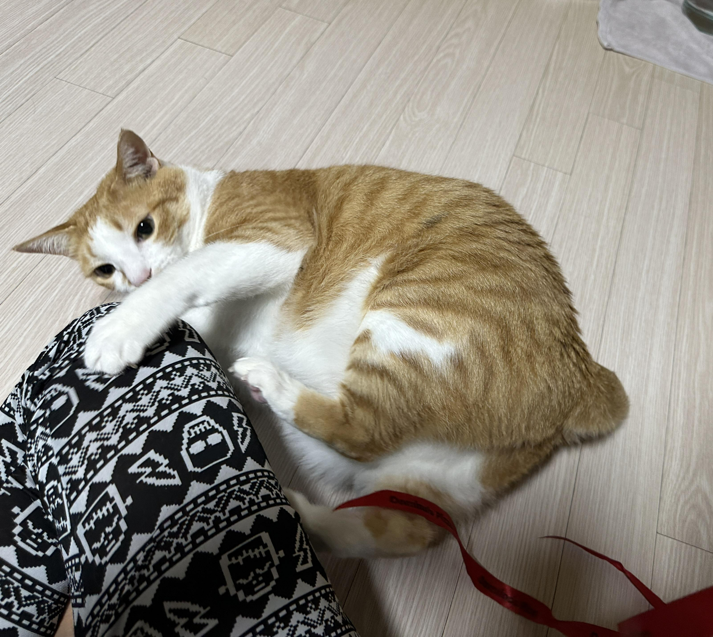 리본-끈-하나로-장난꾸러기로-변해-버린-호야-(feat.-많이-밝아진-다다)