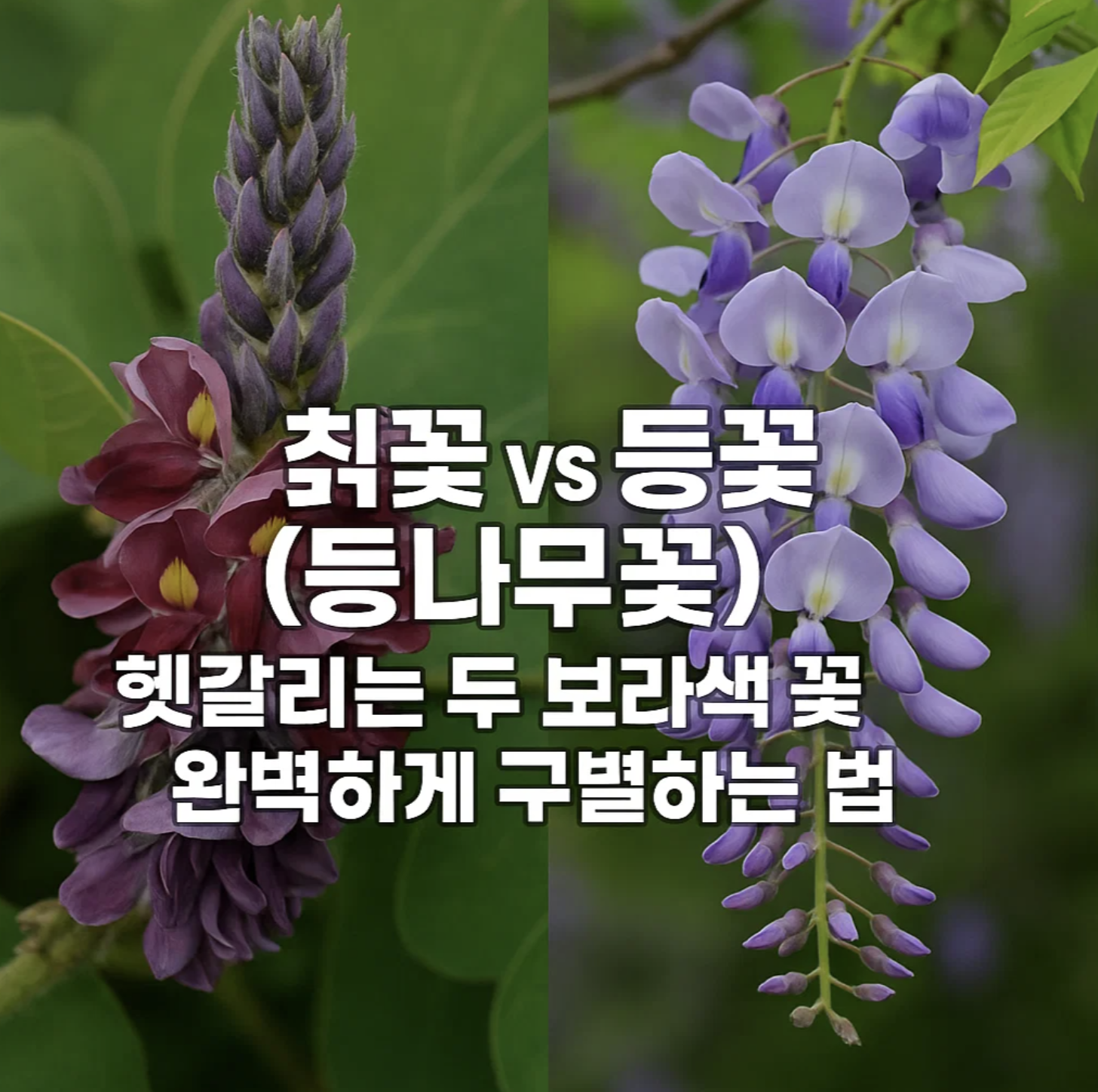 칡꽃 vs 등꽃(등나무꽃), 헷갈리는 두 보라색 꽃 완벽하게 구별하는 법