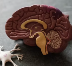 알츠하이머병 증상 원인 예방 가이드북