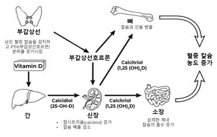 칼슘-인산-대사