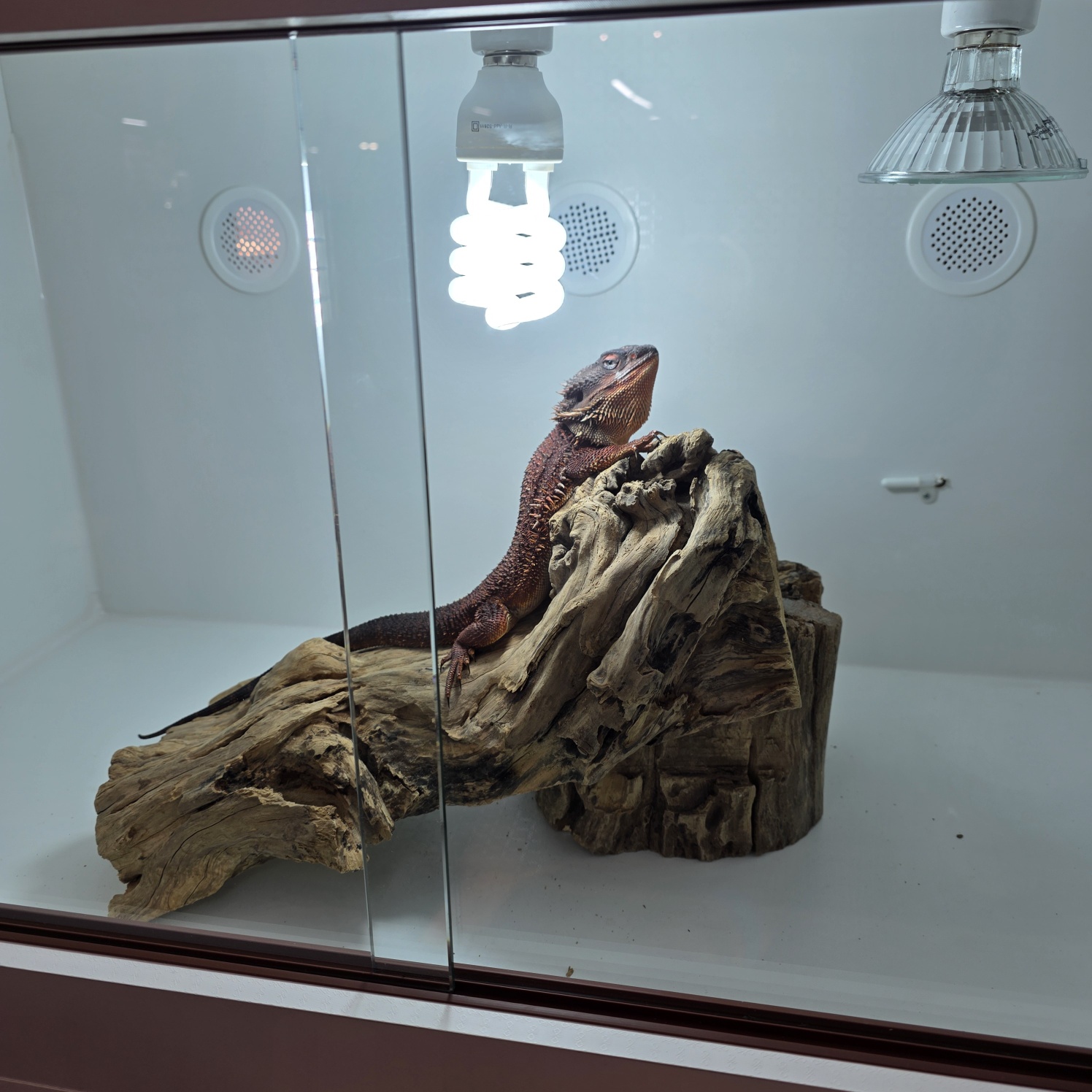 2025 관상어파충류박람회송도컨벤시아파충류사진