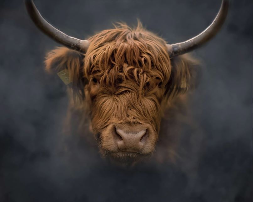 2026년 49년생 소띠 운세 총정리