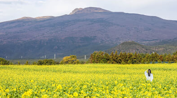 2025년봄꽃개화시기