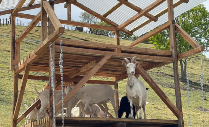 몽토랑 산양목장
