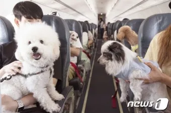 제주 반려견과 함께 가기 좋은 펫프렌들리 숙소 리스트_31