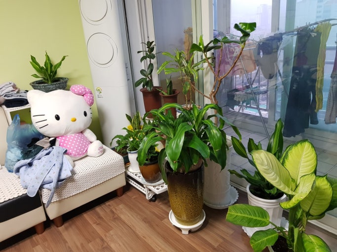 에어컨 바람에 말라죽은 식물들 &ndash; 냉방기 옆에서 살아남는 초록이들