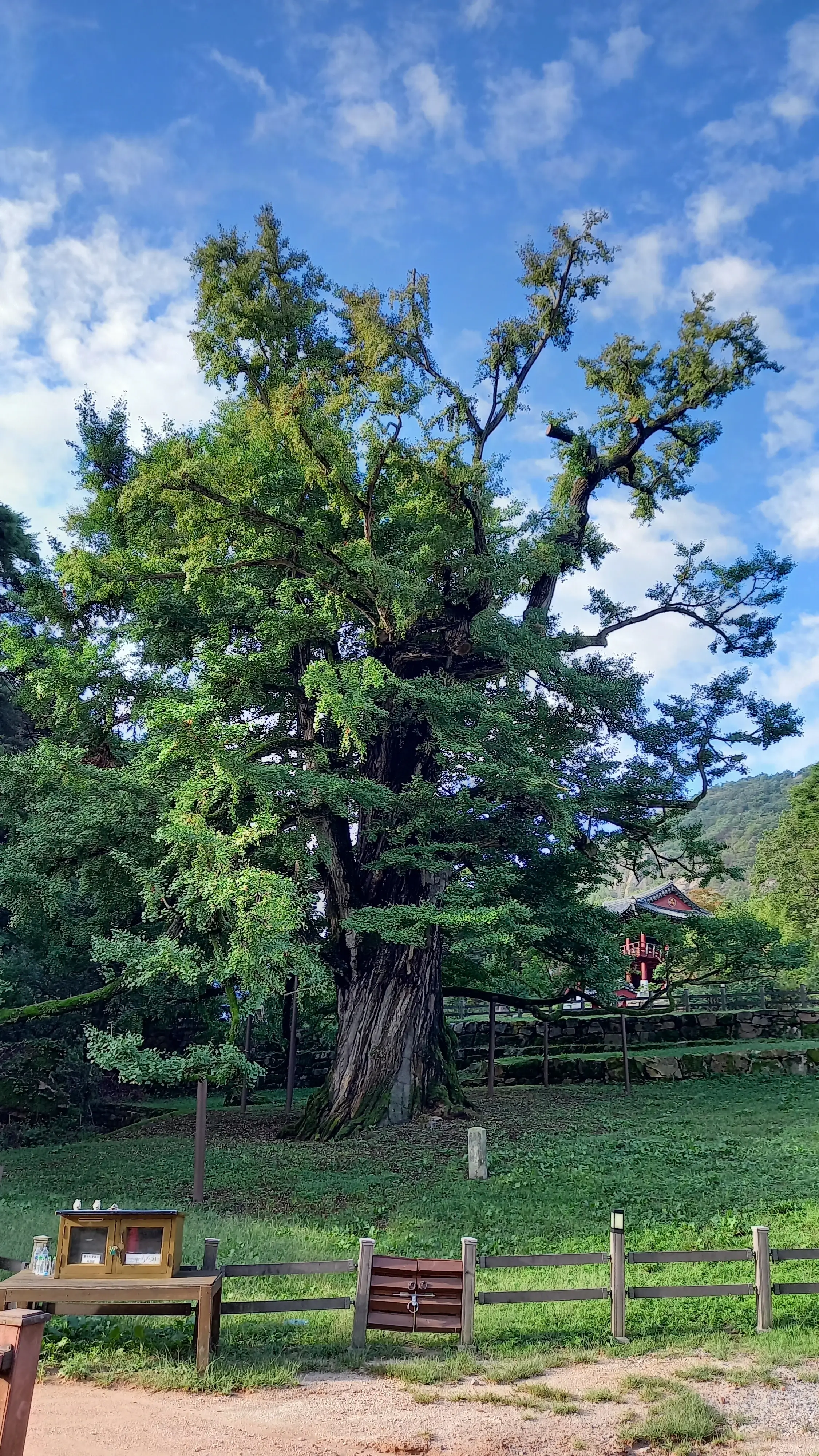 영국사 은행나무