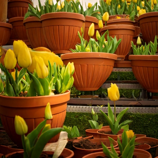 튤립구근심는시기&amp;#44; 보관법&amp;#44; 개화&amp;#44; 화분에 심기