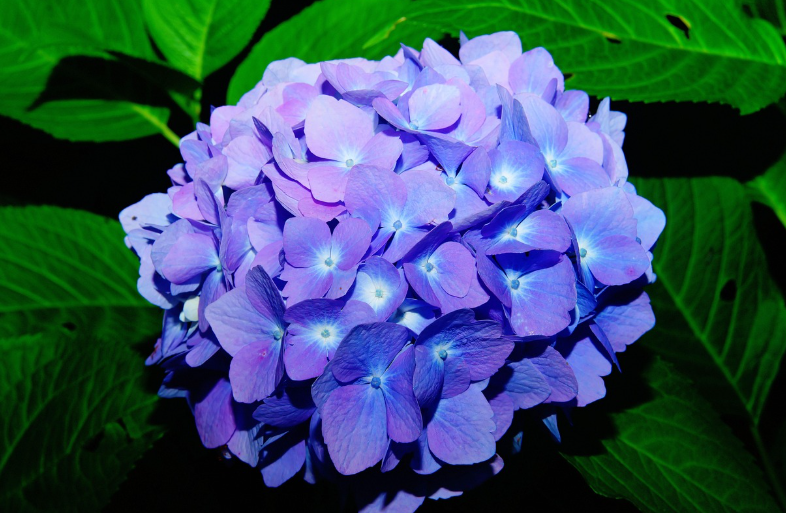 수국 개화 시기