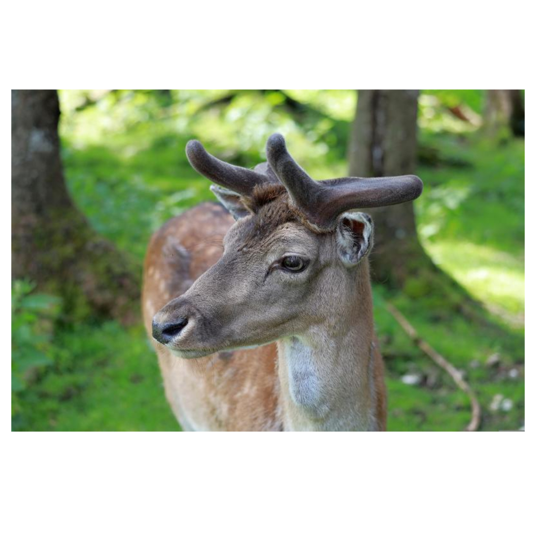 공진단과 관련된 사진입니다.