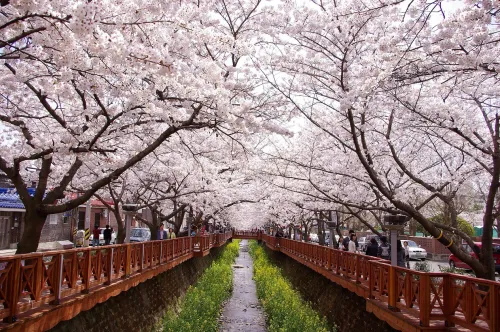 2026년 벚꽃 개화 시기 절정을 맞은 진해 여좌천과 유채꽃 풍경