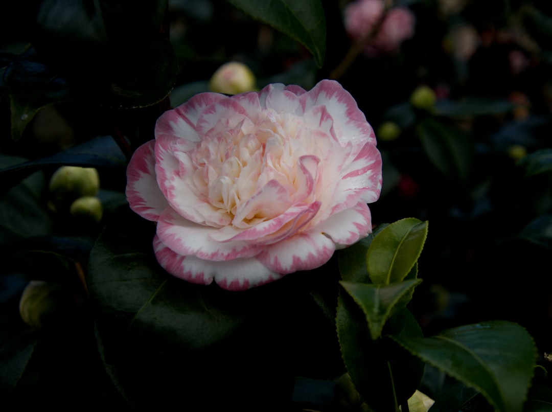 Camellia