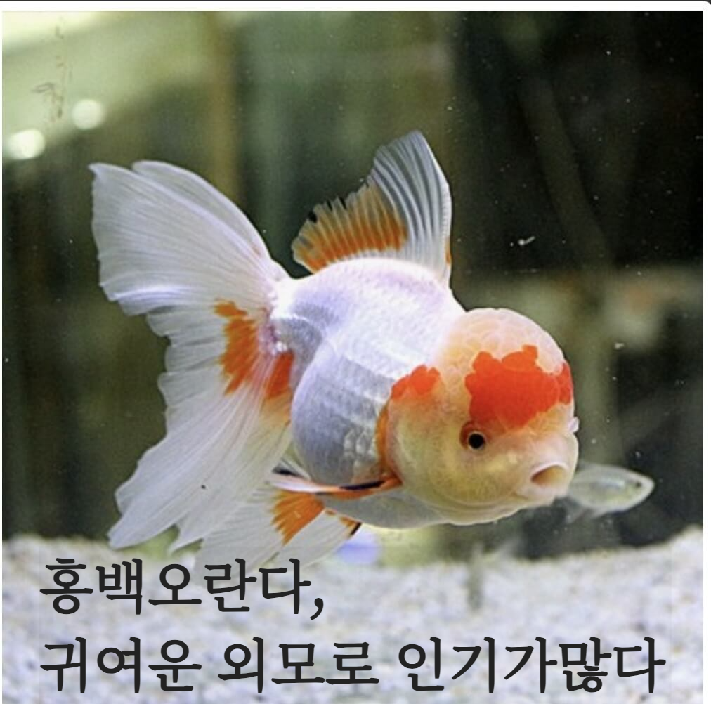 홍백 오란다. 귀여운외모 활발한성격