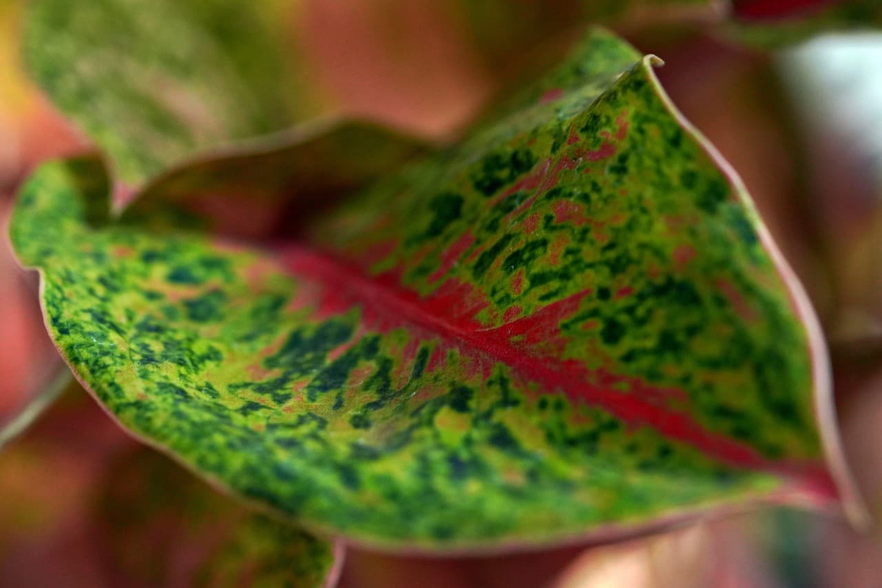 이름은 생소하지만 인기 상승 중인 식물 아글라오네마 키우기 초보자를 위한 가이드 — 음지에도 강한 실내 반려식물
