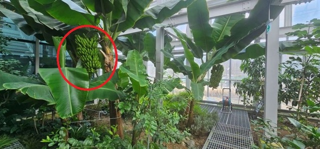 바나나가 주렁주렁 열려 있는 강감찬도시농업센터 온실. 관악구