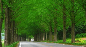 여행-담양-가로수길