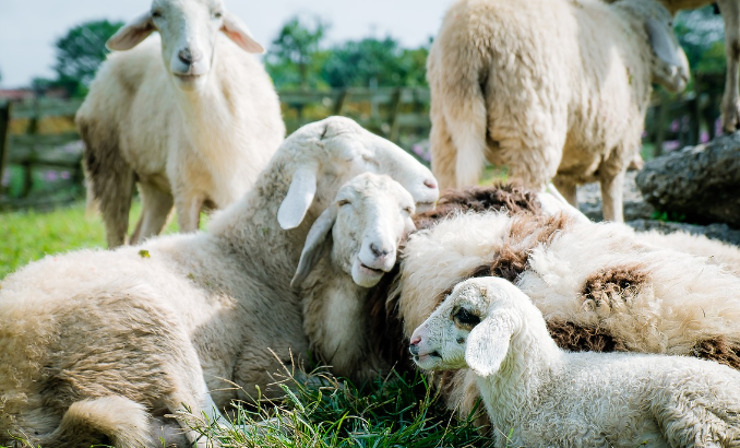 띠별 운세 10월 31일