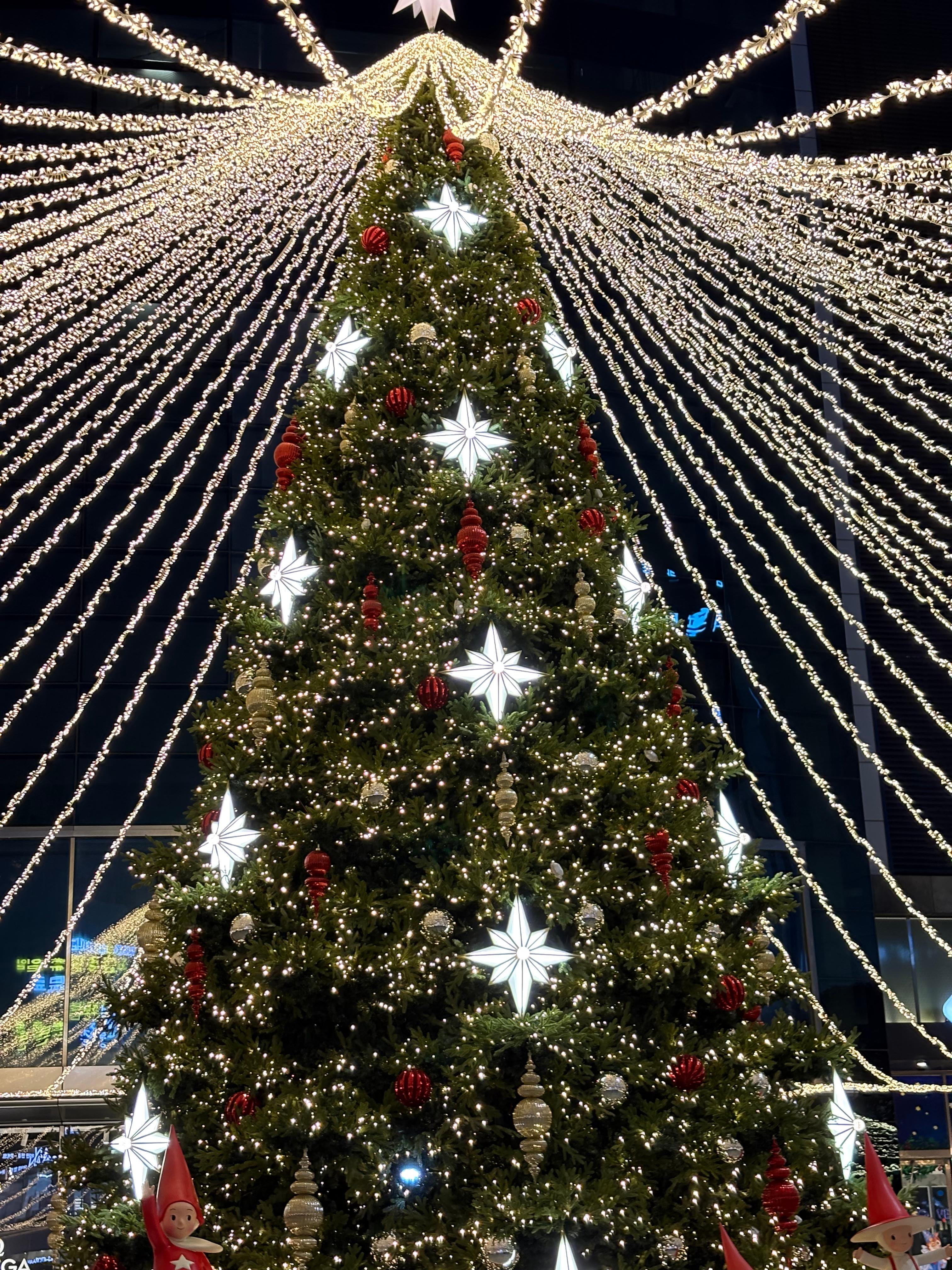 겨울철 입맛 잡는 완벽한 데이트 코스: 제철 대방어 맛집과 감성 산책로 추천