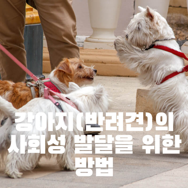 강아지(반려견)의 사회성 발달을 위한 방법
