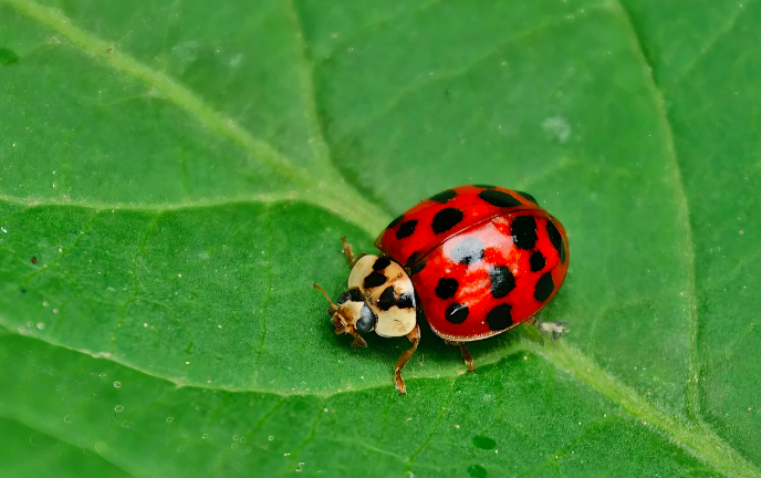 세상의 독특한 취미 죽은 곤충으로 탄생하는 예술의 세계