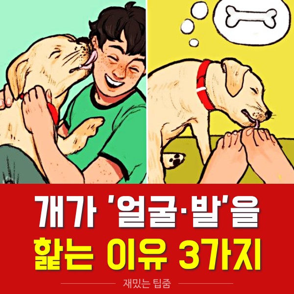 개가 주인 얼굴 발을 핥는 이유, 반려견 행동의미, 생활 팁줌 매일꿀정보