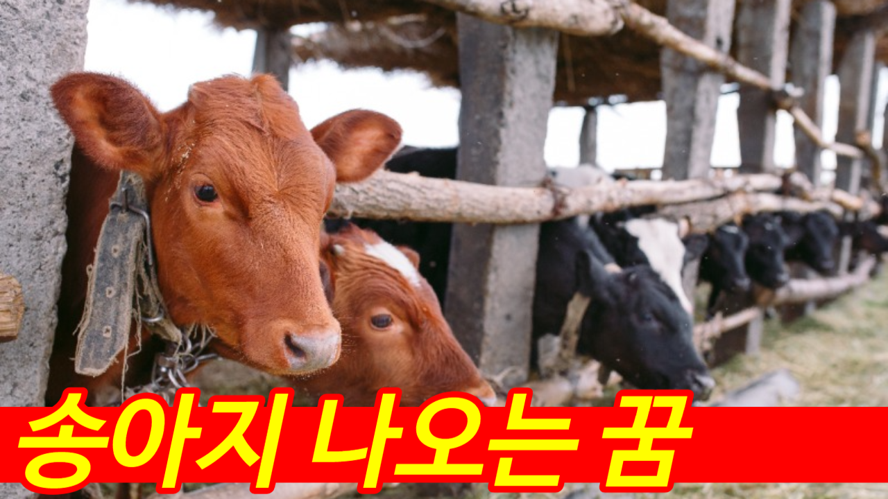 송아지 나오는 꿈, 얼룩소