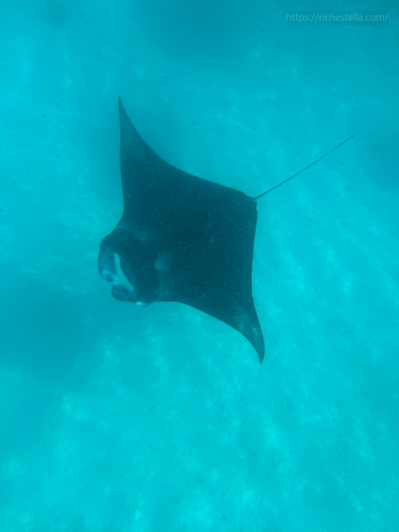 만타가오리 스노쿨링