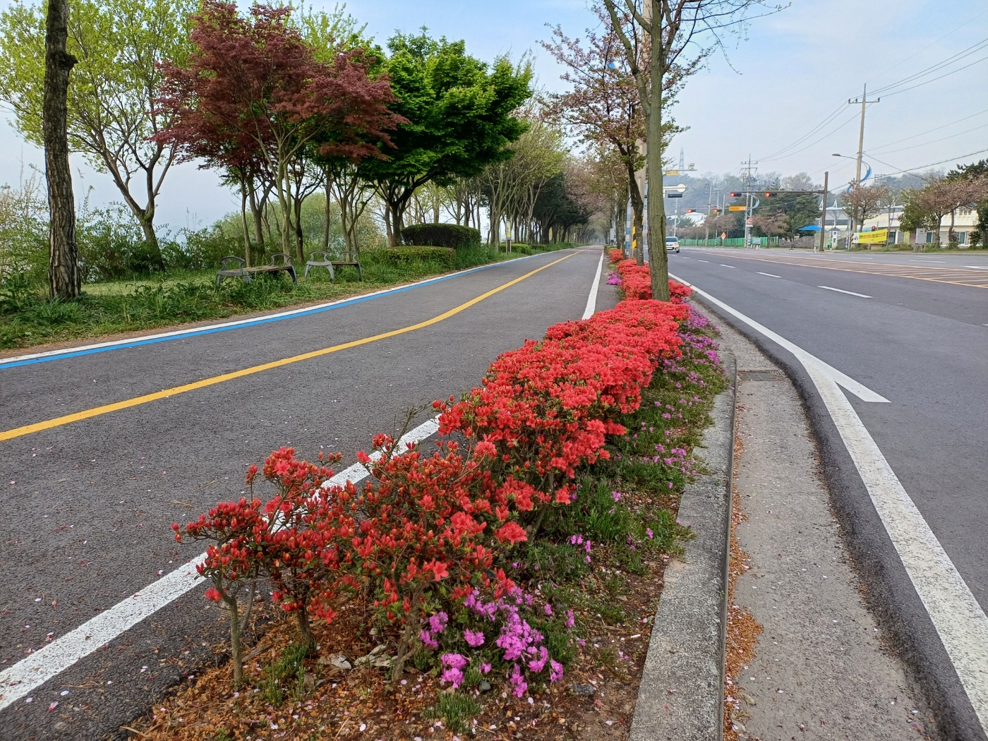 나주 유채꽃 숨은명소