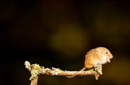 12간지 동물순서 시간 12간지 나이 뜻