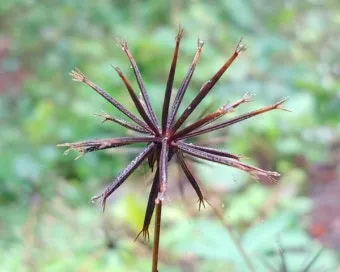 도깨비바늘 귀침초 자연이 준 해독의 명약 건강 효과_5
