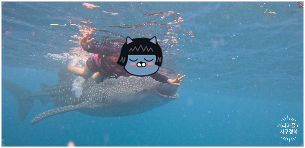 세부 오슬롭 고래상어