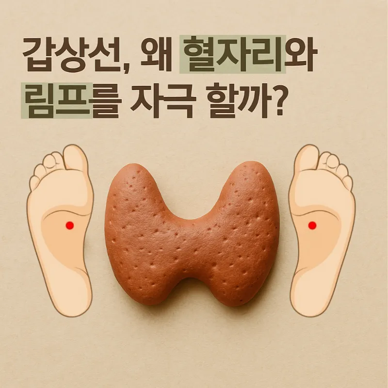 갑상선,_왜_발바닥과_림프를_자극_할까?