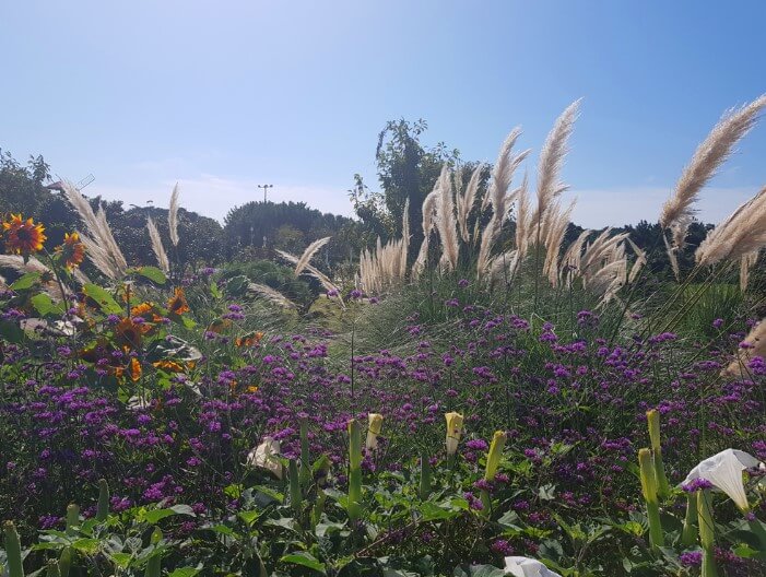태안 가을꽃축제 꽃 사진