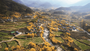 2025 구례 산수유축제 일정&middot;개화시기 총정리