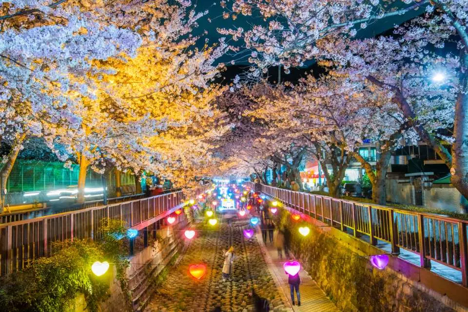 진해 군항제, 나 가야 할까? 2025 벚꽃 개화 시기 &amp; 추천 일정